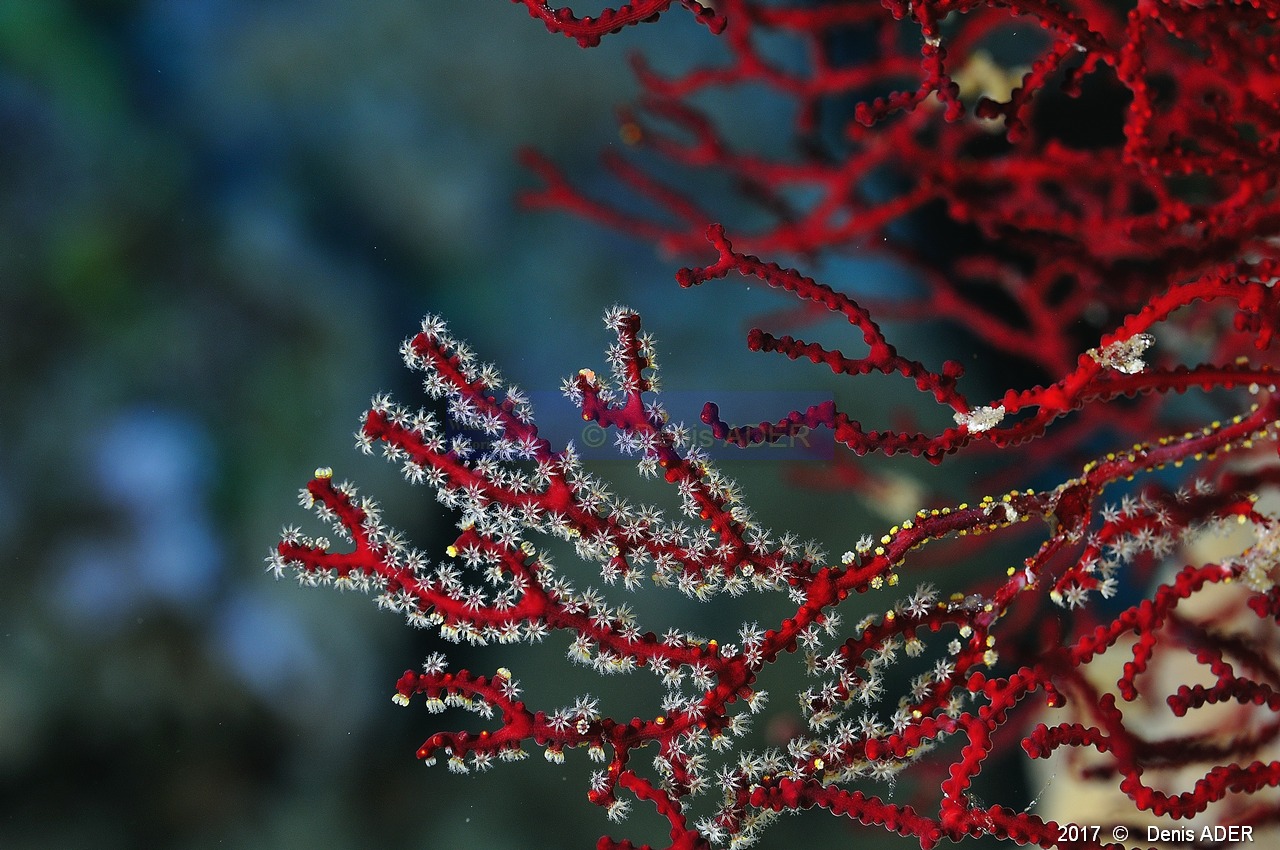 Acabaria biserialis Gorgone rouge a polypes blancs-Safaga Panomara Reef N-25m-20171123-Denis-ADER-DSC_3614_tn.jpg